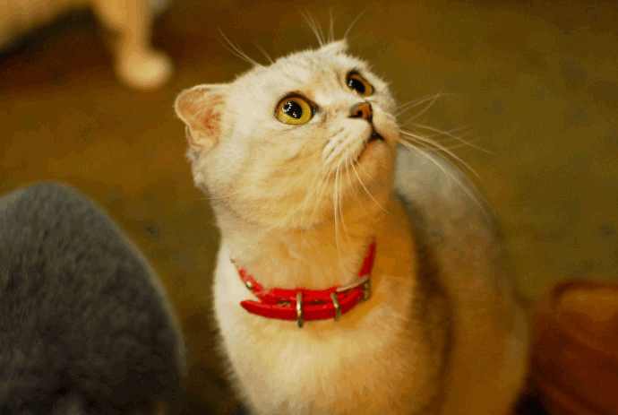 【猫咪小知识】猫咪眼睛浑浊是什么原因？