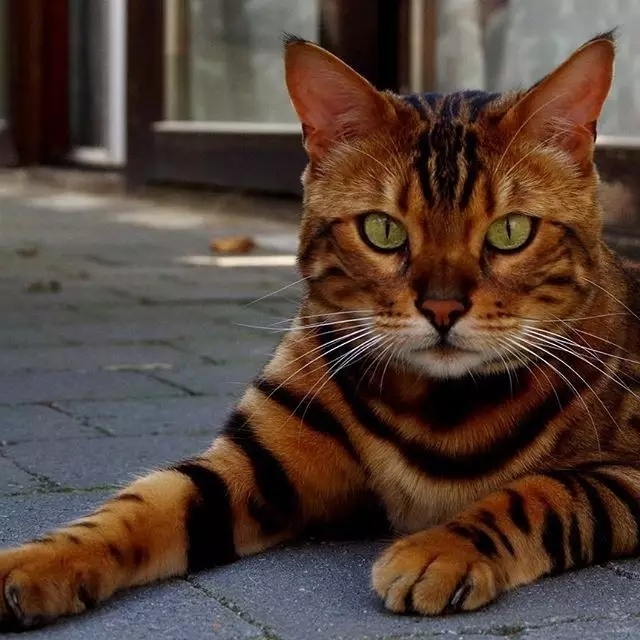 颜即正义！孟加拉猫当然是猫界之王！