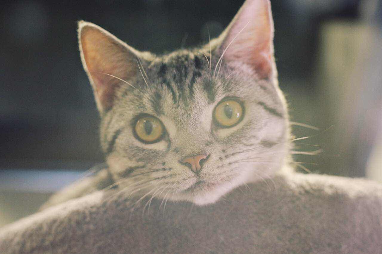 好奇害死猫图片