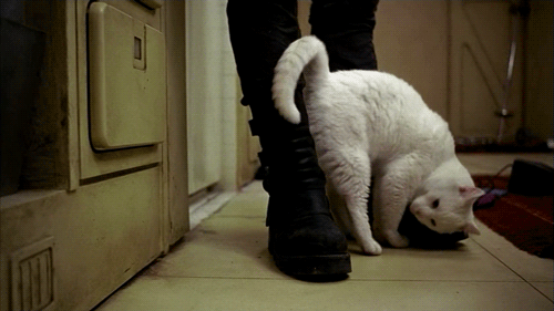 500_281gif 动态图 动图