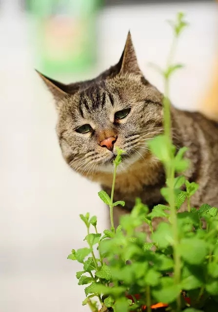 人形猫薄荷 蜉蝣图片