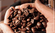 咖啡豆也有“公”“母”之分？涨见识！